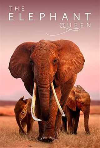 免费在线观看《大象女王》