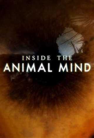 免费在线观看《动物心智进入动物的思想》