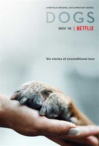 免费在线观看完整版欧美剧《爱犬情深第一季》