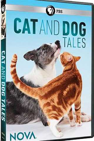 免费在线观看《猫的故事》