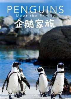 免费在线观看《企鹅家族》