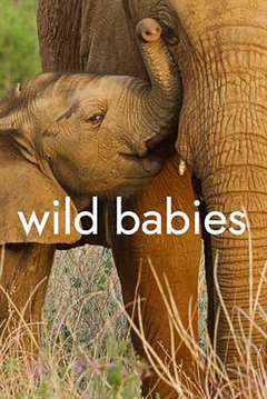 免费在线观看《野生动物宝宝 第一季》