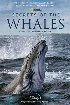 免费在线观看《鲸鱼的秘密》