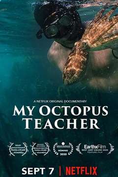 免费在线观看《我的章鱼老师》