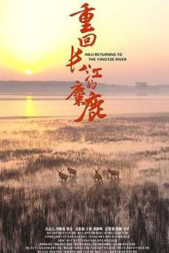 免费在线观看《重回长江的麋鹿》