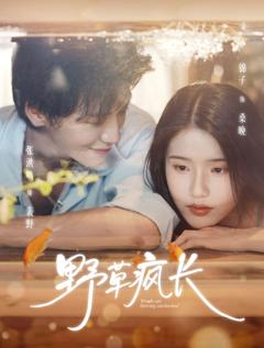 免费在线观看完整版短剧《野草疯长》